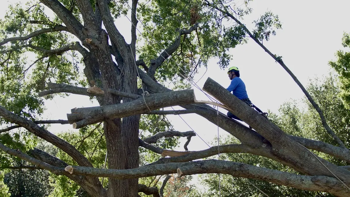 Professional Hazardous Tree Removal performed by certified arborists in Jadwin