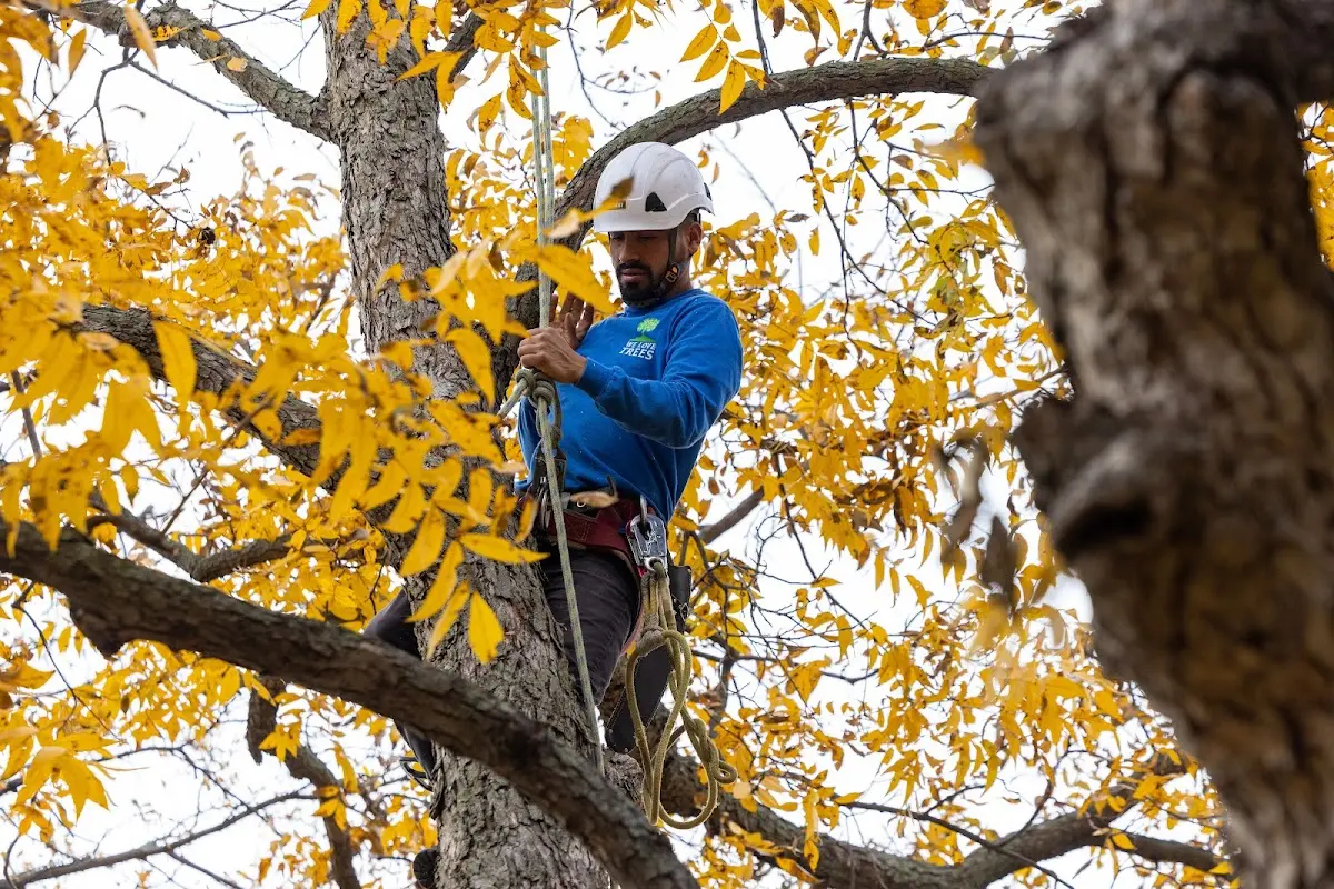 Skilled Storm Damage Cleanup crew working in Jadwin
